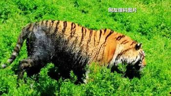 南昌黑虎爆料视频,一窥城市背后真相 第2张 南昌黑虎爆料视频,一窥城市背后真相 第2张